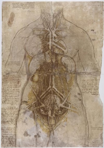 Anatomiestudie door Leonardo da Vinci